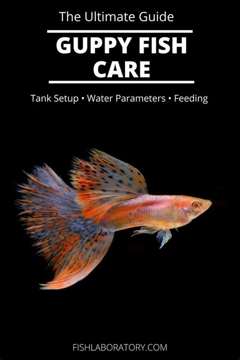 Guppy Fish Care: Food, Tank, Lifespan, Breeding, & Fry Care.